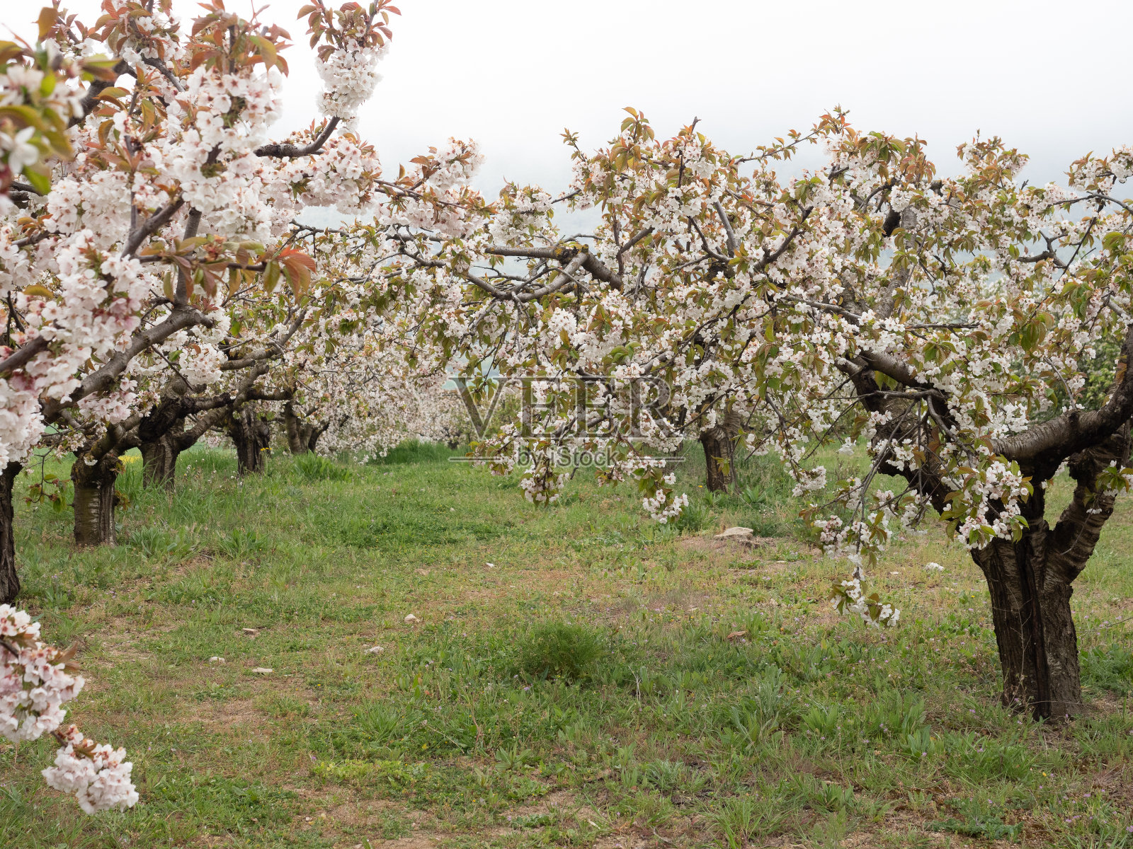 成熟的女人在田野里拍摄樱花树的风景照片摄影图片