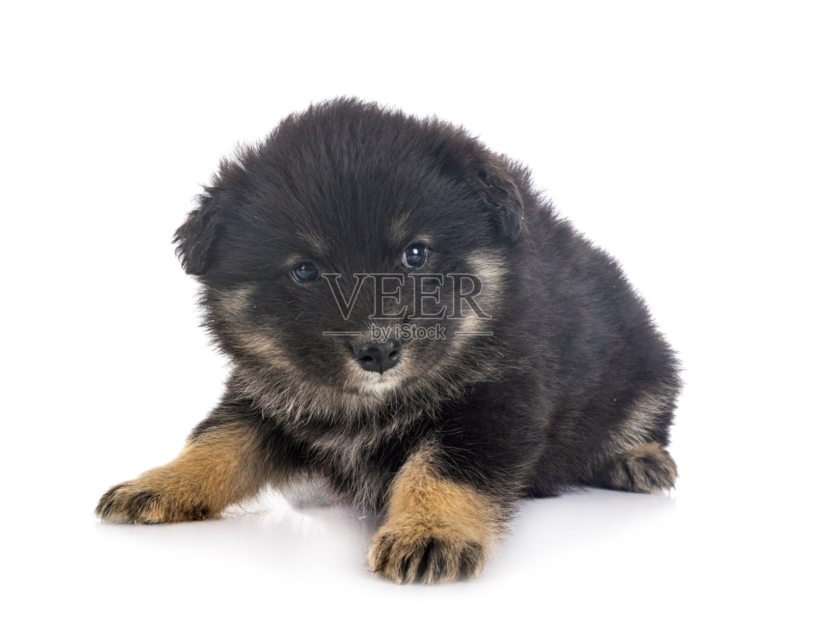 小狗芬兰Lapphund照片摄影图片