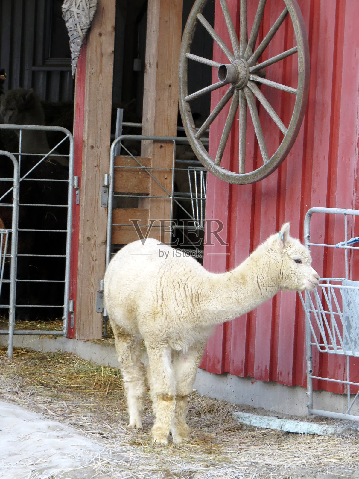 农场里可爱又好奇的羊驼动物照片摄影图片