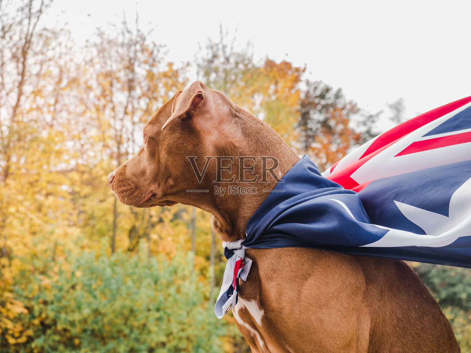 可爱的，漂亮的棕色小狗。特写镜头照片摄影图片