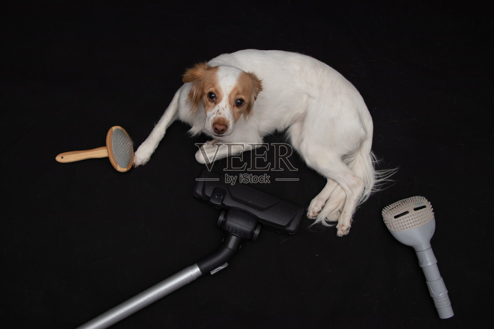 科科尼犬准备好梳理毛发了照片摄影图片