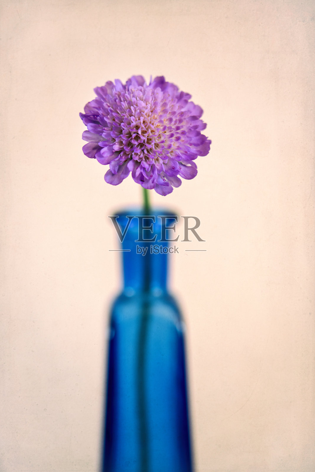 蓝瓶棕色背景下的花照片摄影图片