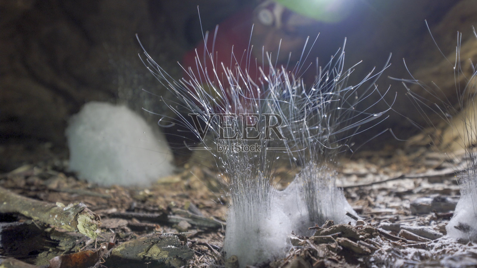 带着前照灯的洞穴探险家发现了罕见的生物照片摄影图片