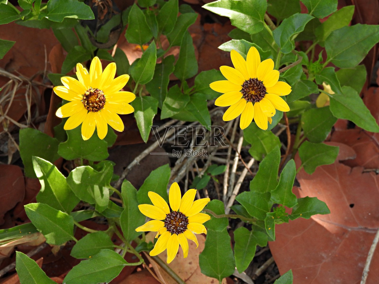 东海岸沙丘向日葵(向日葵虚弱)一束黄色的花照片摄影图片