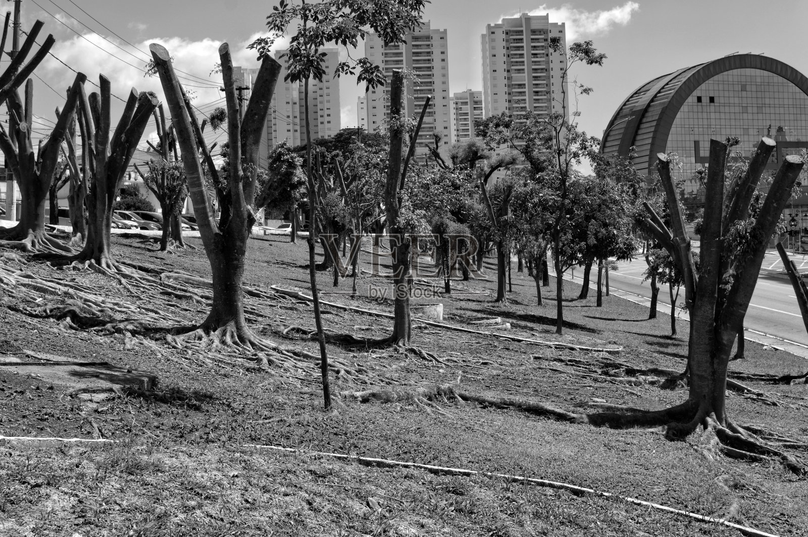 树照片摄影图片