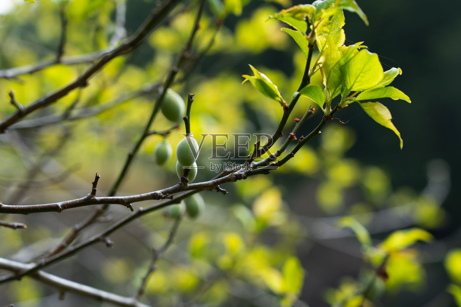 树枝上结着小李子照片摄影图片