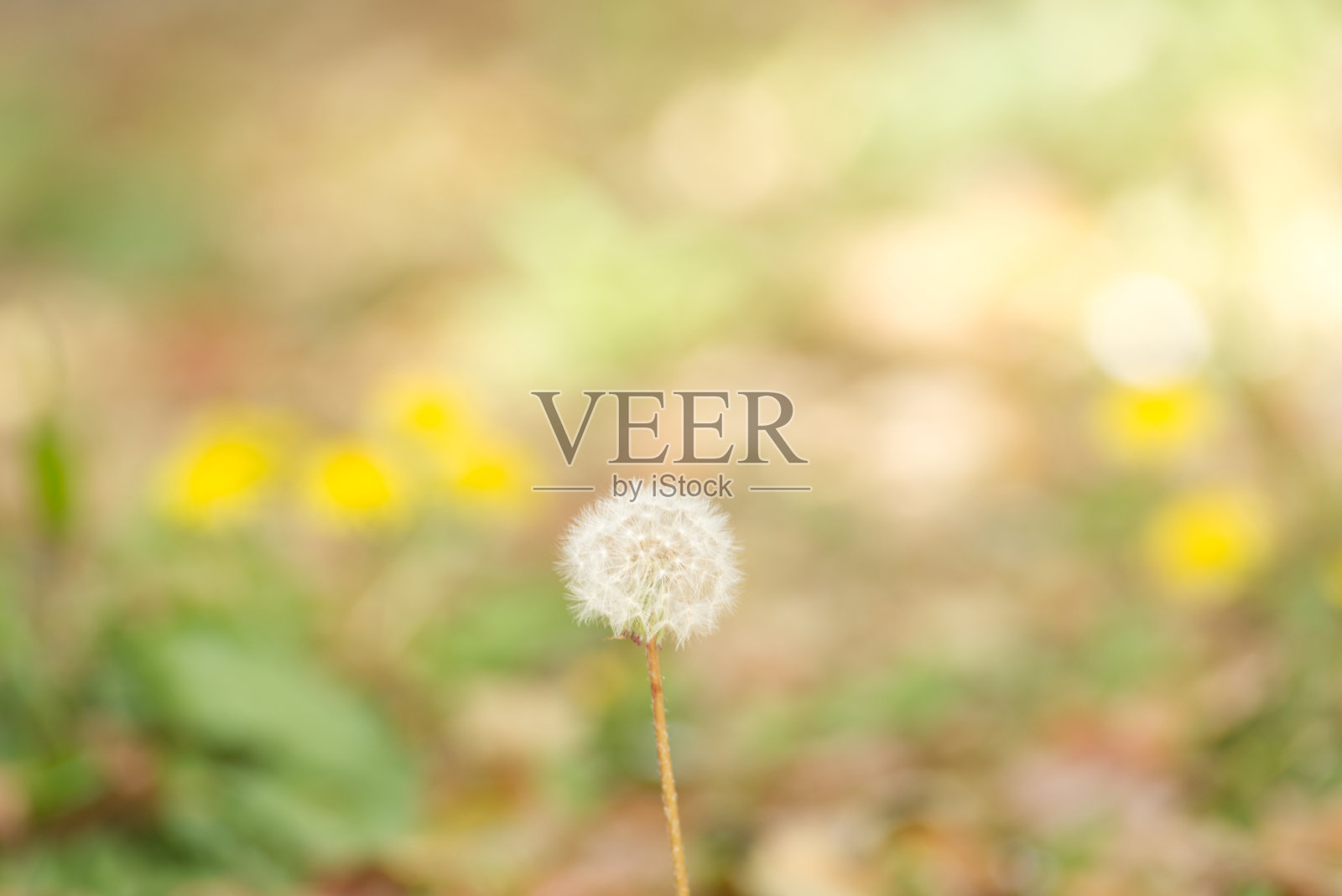 蒲公英照片摄影图片