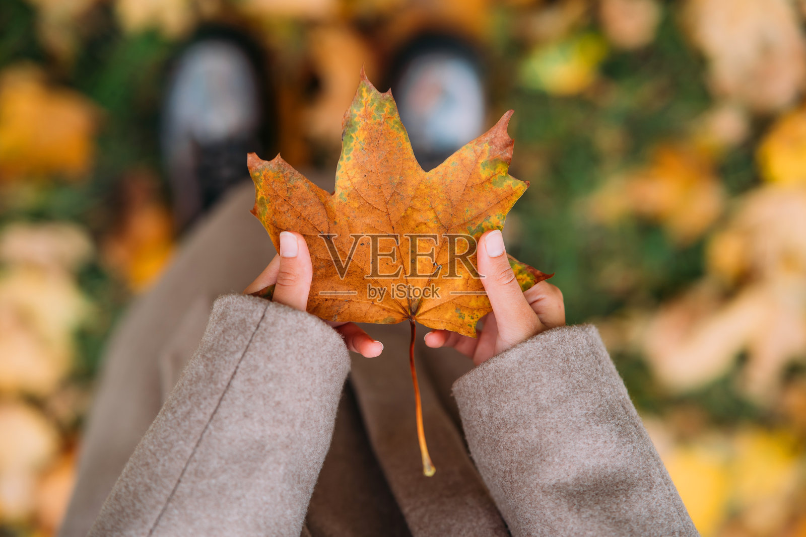 秋叶在女孩的手中近距离观看照片摄影图片