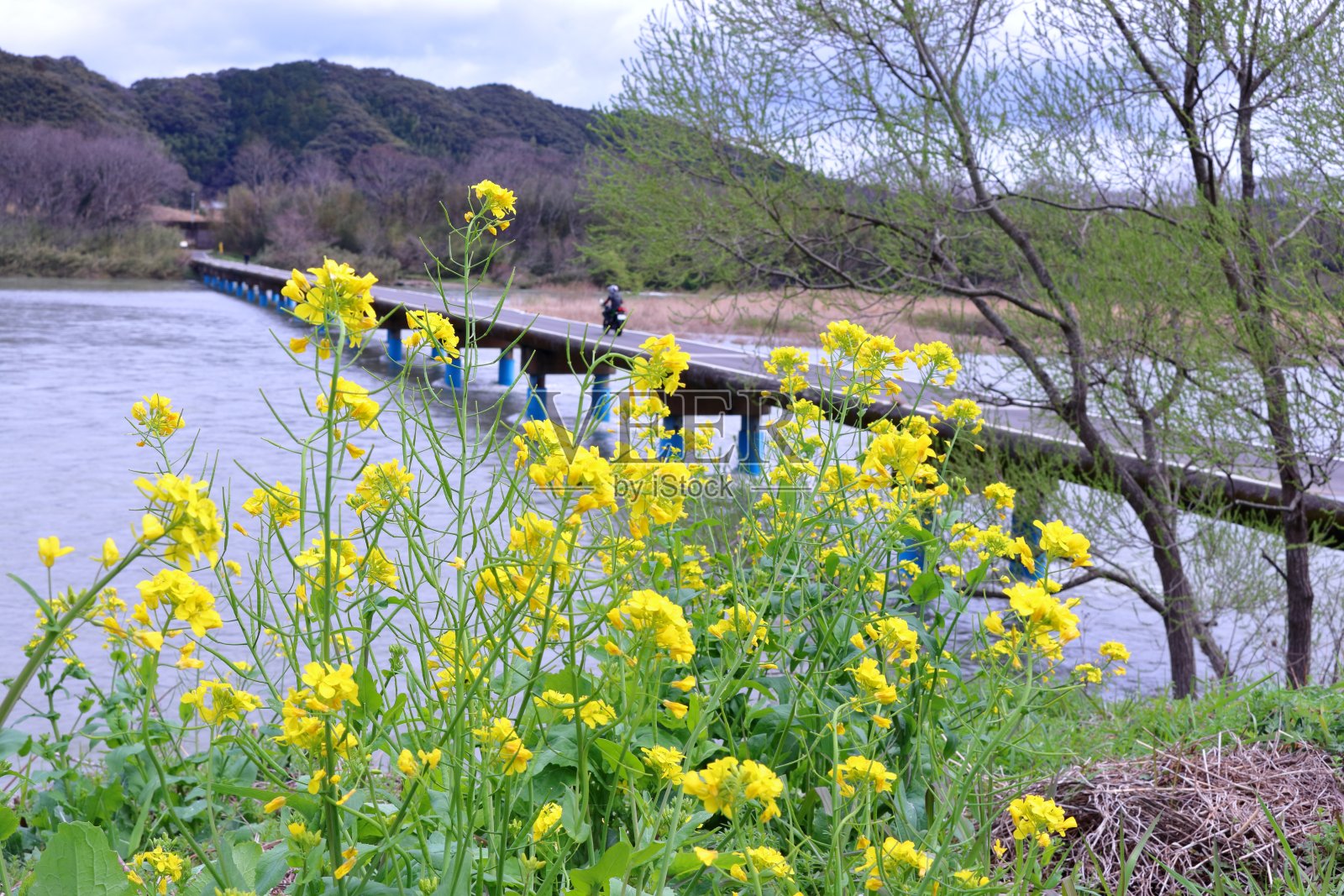 雨后的油菜花，佐田下沉桥(高知县Shimanto市)照片摄影图片