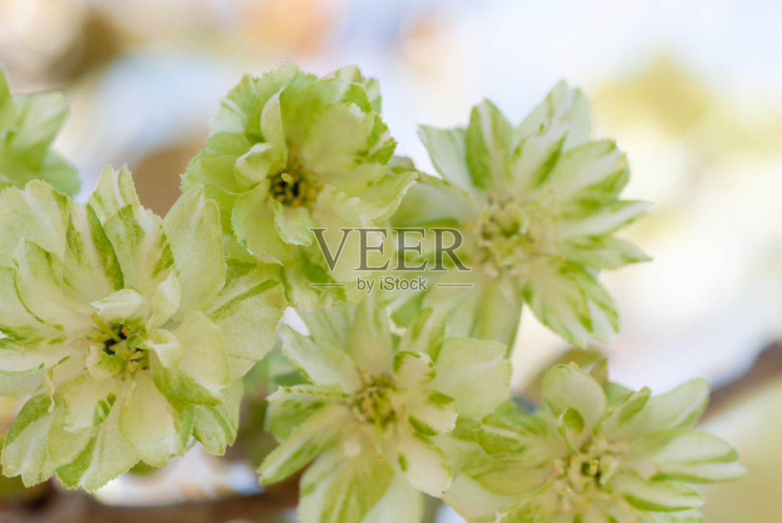 美丽的绿色樱花变种娇口特写照片摄影图片