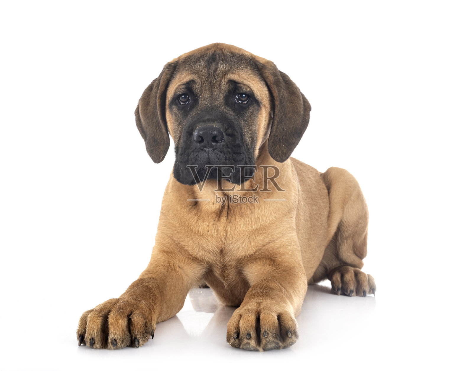 小狗意大利獒照片摄影图片