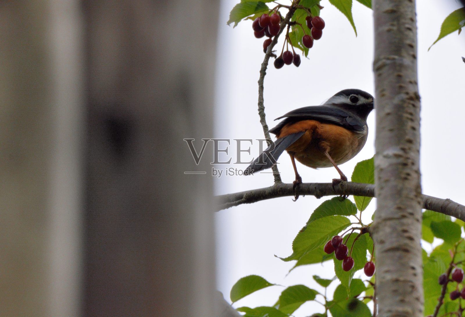 只Sibia鸟。(Heterophasia耳)照片摄影图片