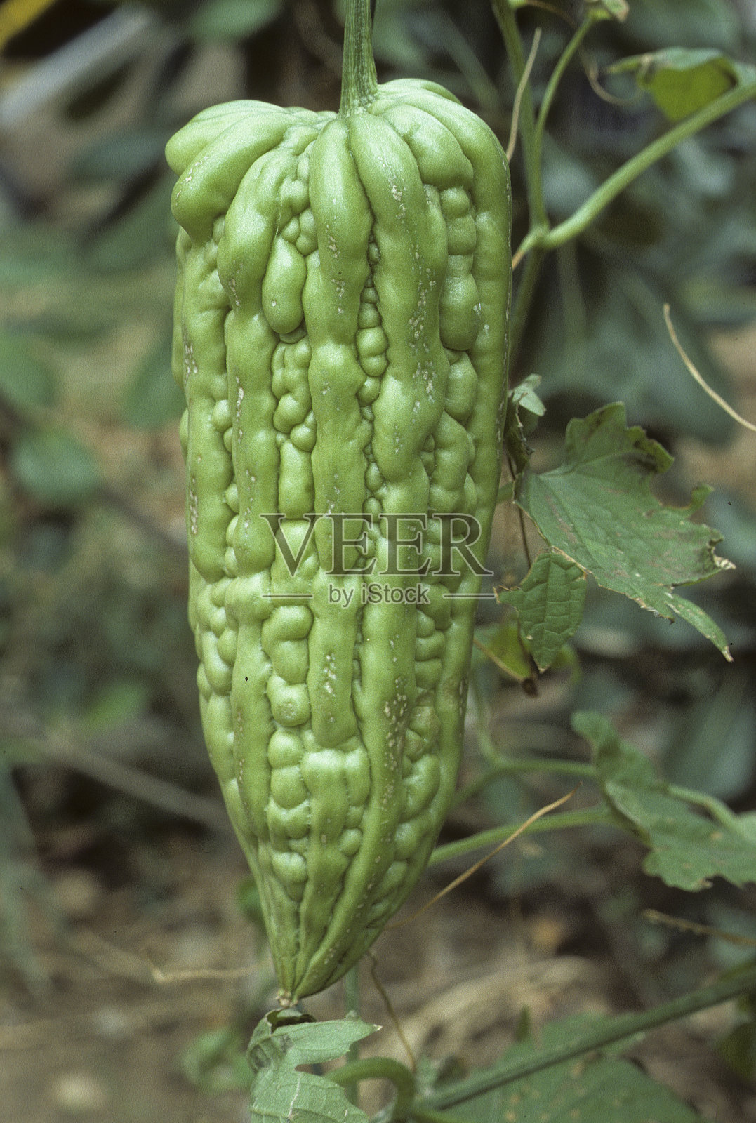 苦瓜照片摄影图片