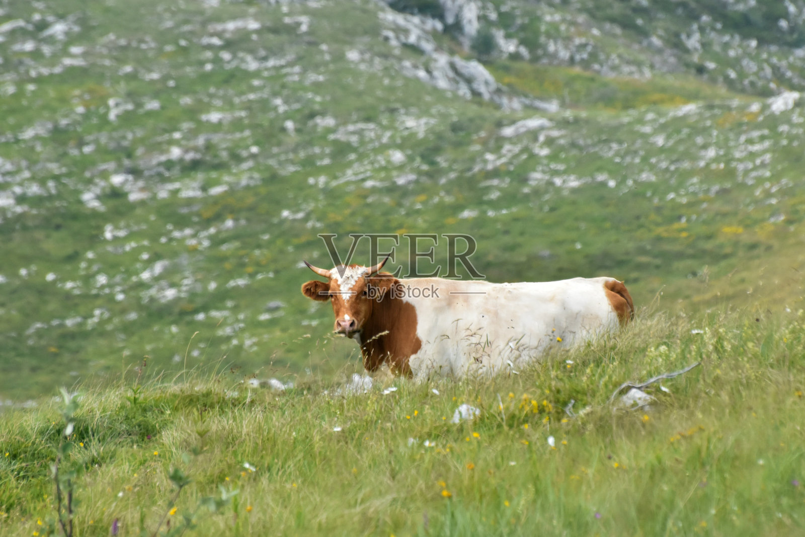 草地上的棕色奶牛照片摄影图片