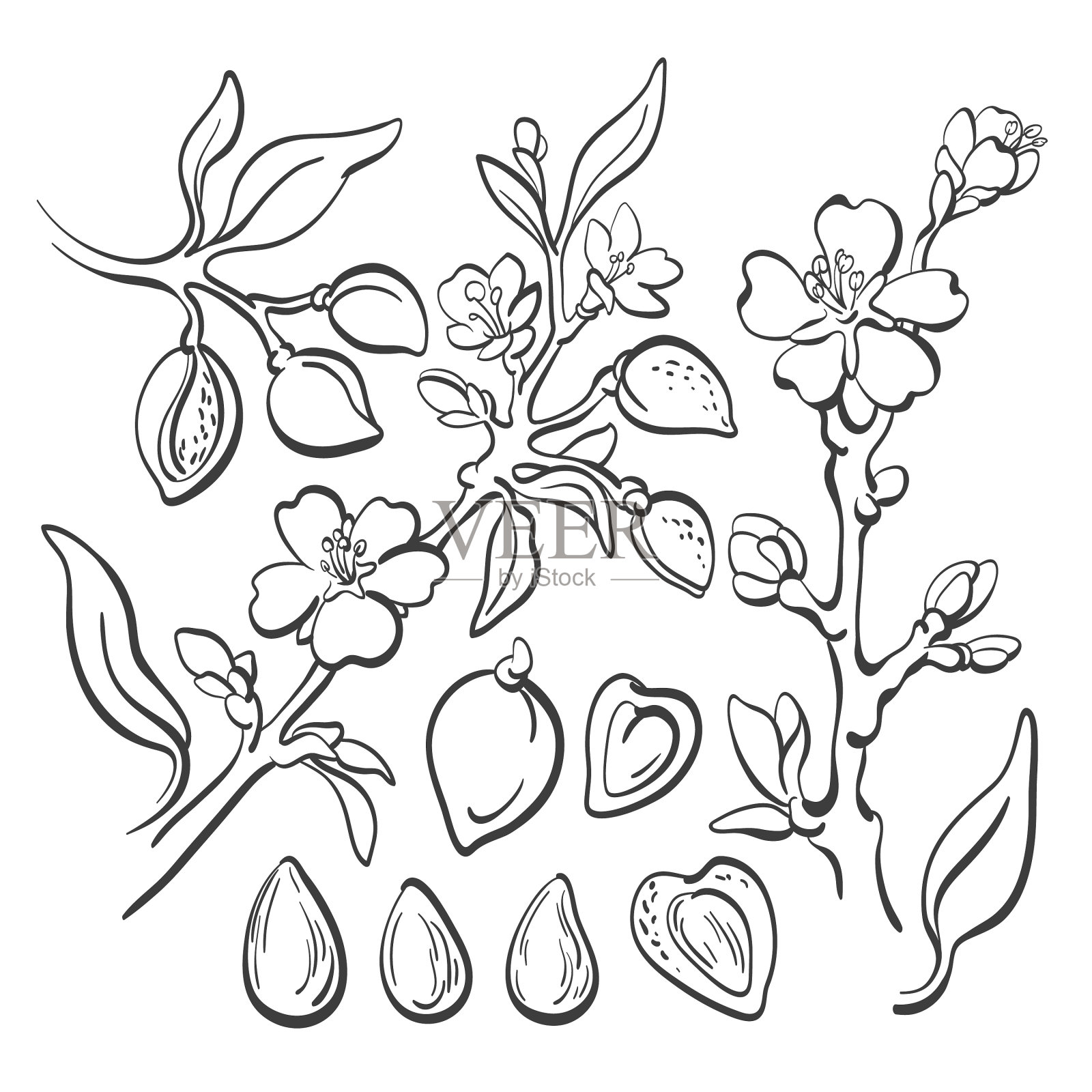 杏仁天然坚果艺术线套设计元素图片