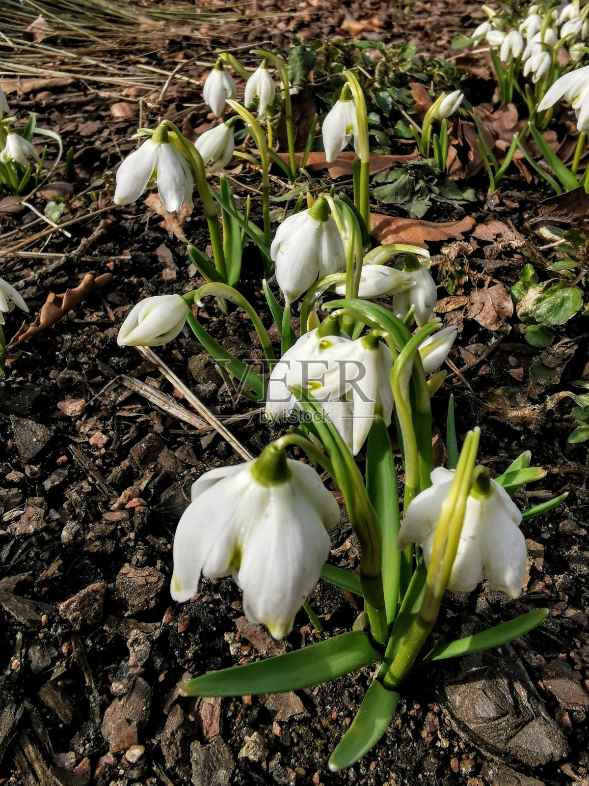 圣彼得堡古老植物园里的春春花。雪花莲。照片摄影图片
