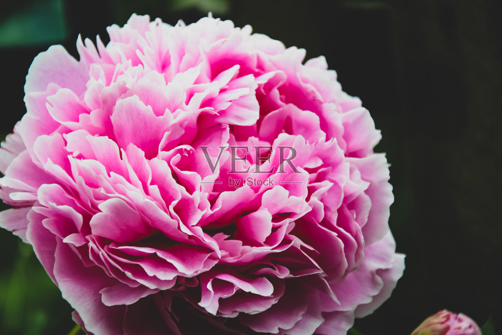 花照片摄影图片