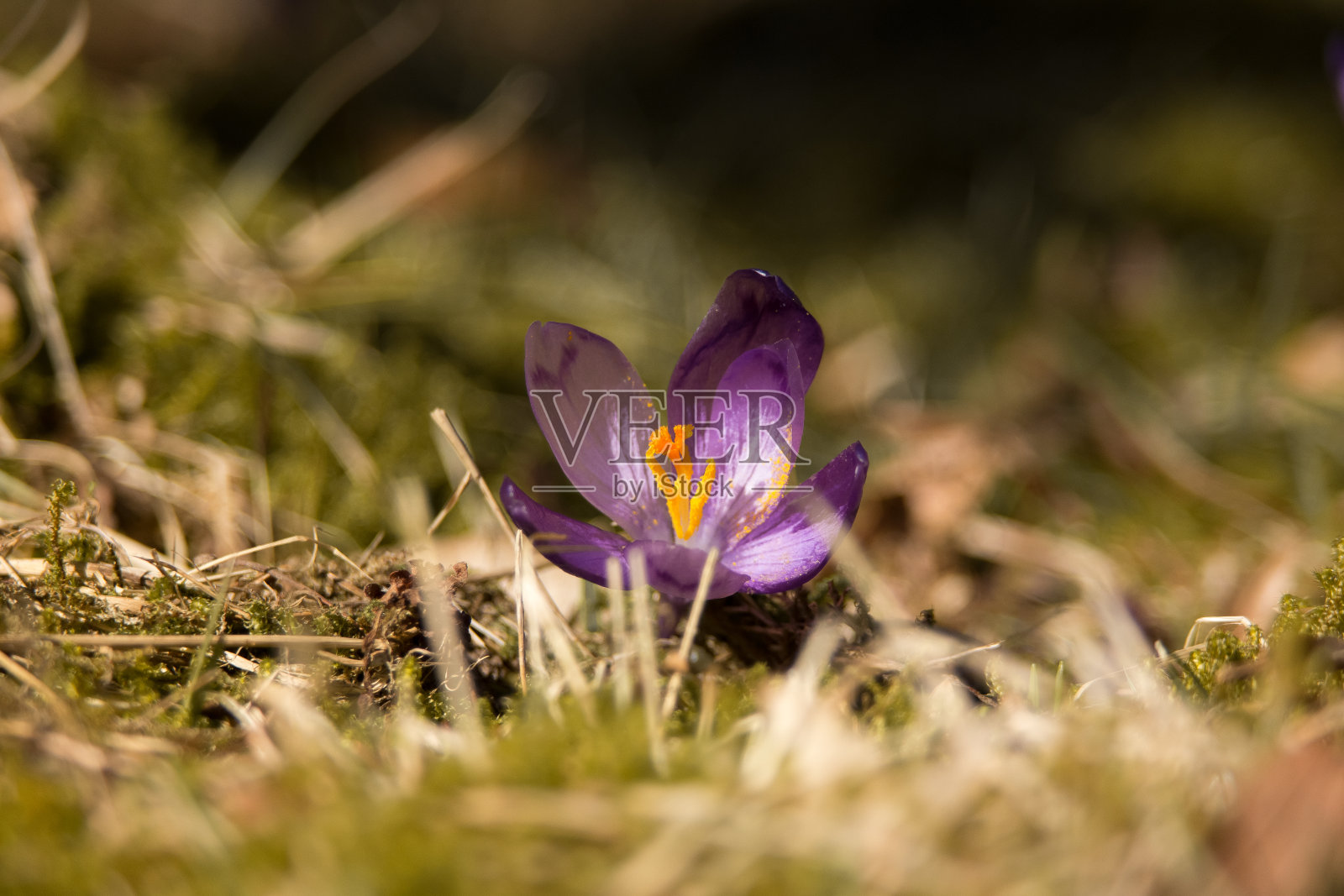 番红花近距离照片摄影图片