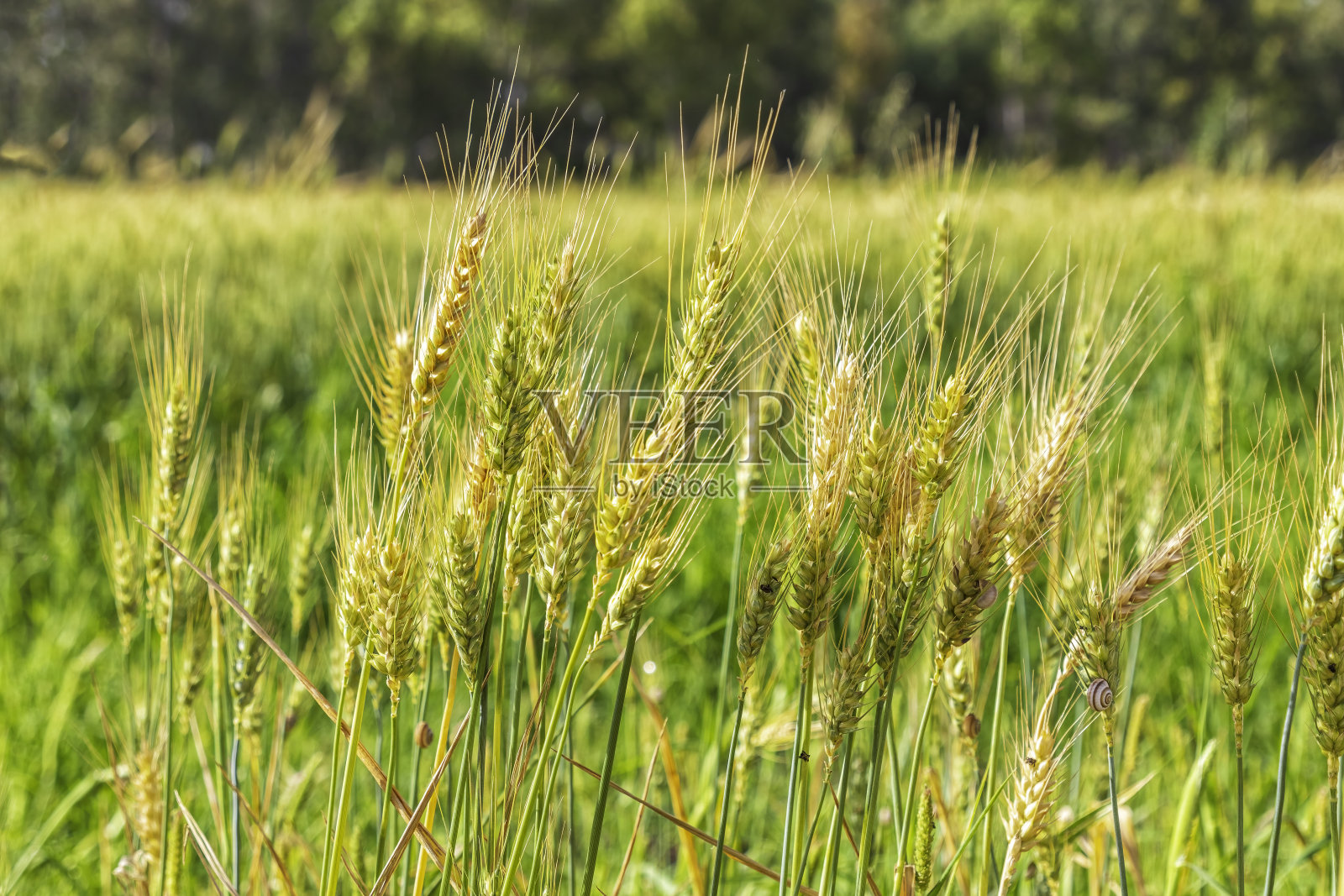 农业田地里成熟的麦穗特写照片摄影图片