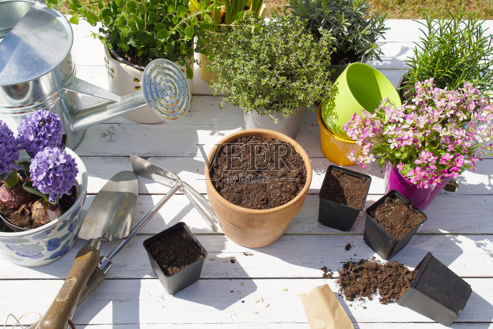 春季种植、播种、盆栽照片摄影图片