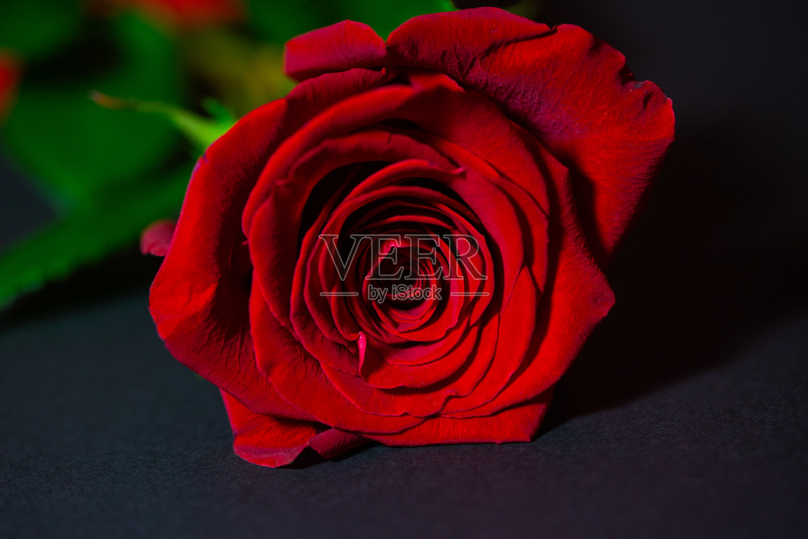 只有红玫瑰，灰色背景照片摄影图片