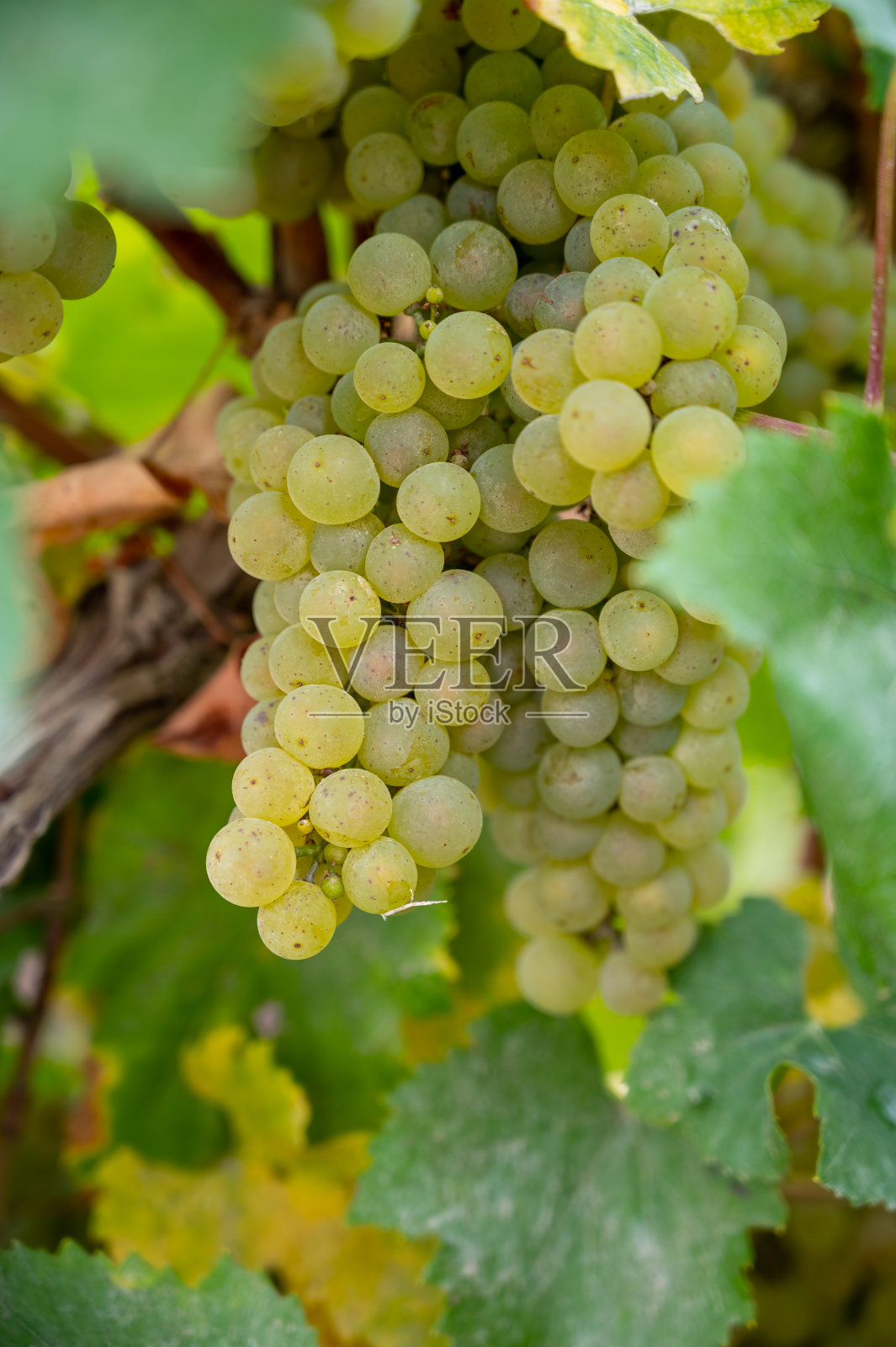 风景与绿色的特级葡萄园附近埃佩尔内，地区香槟，法国在雨天。白霞多丽葡萄在白垩质土壤上的栽培。照片摄影图片