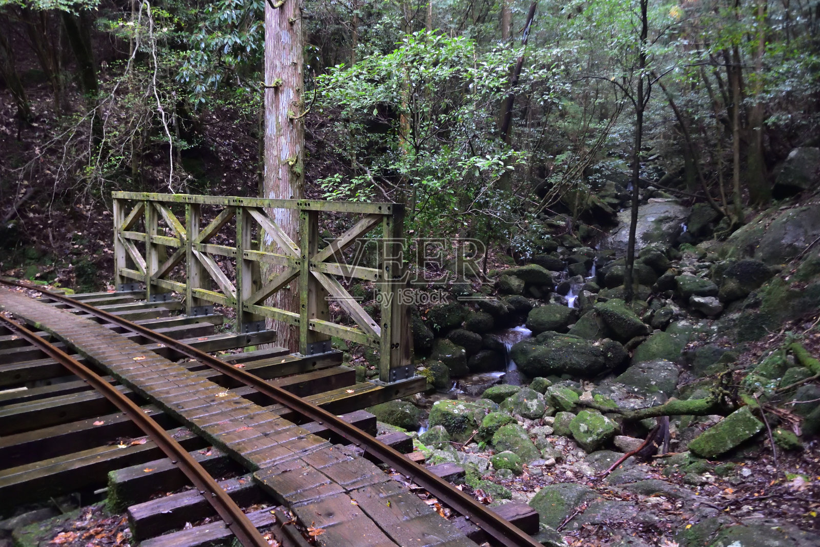 日本屋久岛的雪松林深处照片摄影图片