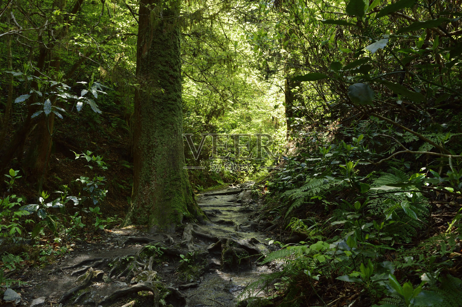高雄山(2021年春天)，八前寺，日本东京照片摄影图片