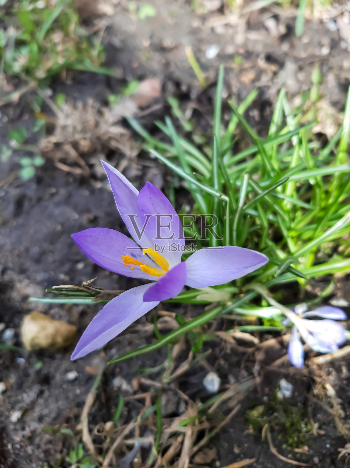 春日的番红花  ￼照片摄影图片