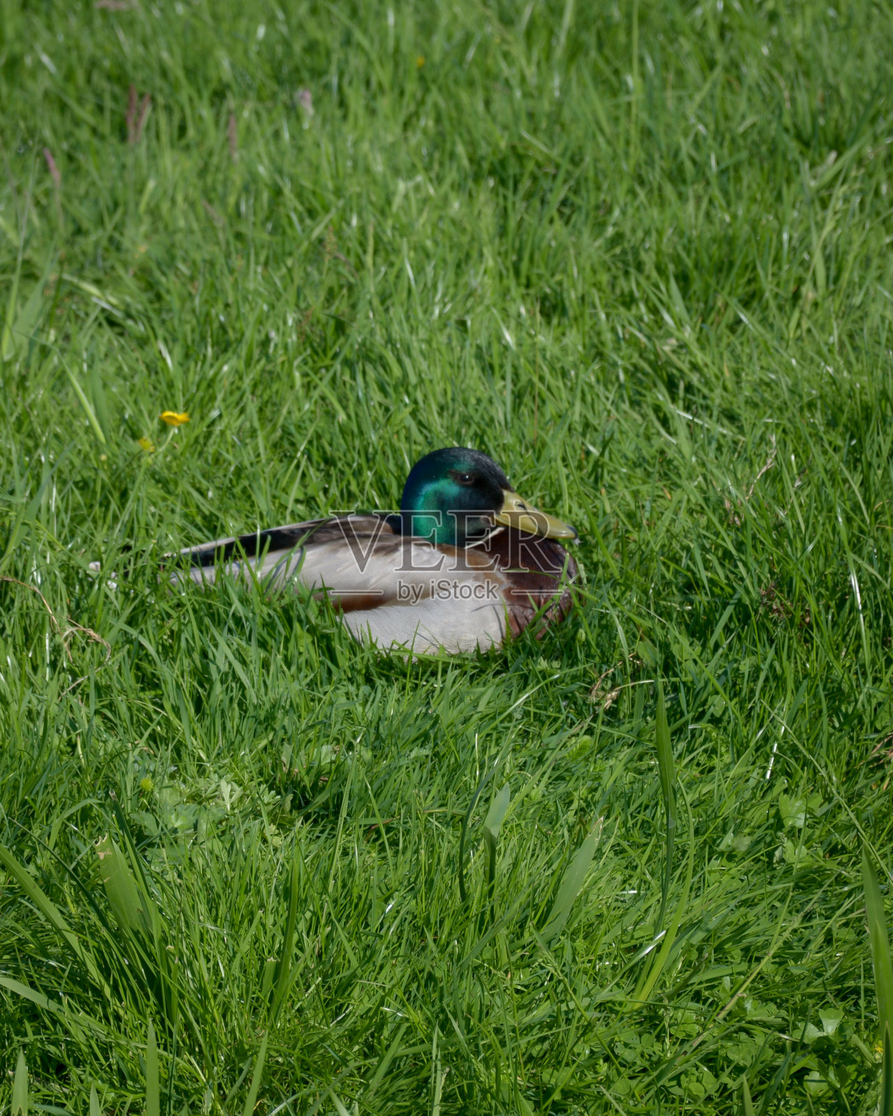 成年公鸭在草地上休息照片摄影图片
