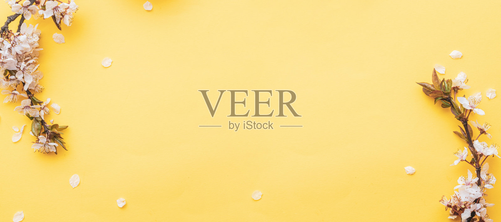 春天的边界，春天的开花和四月的花的自然在粉红色的背景。枝头开花的杏花用柔和的宏聚焦。为复活节和春天的贺卡副本空间。春天。照片摄影图片