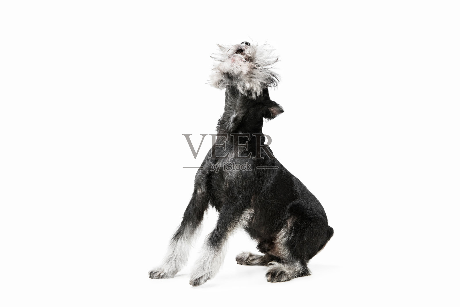 可爱的小狗迷你雪纳瑞狗摆姿势孤立在白色的背景照片摄影图片