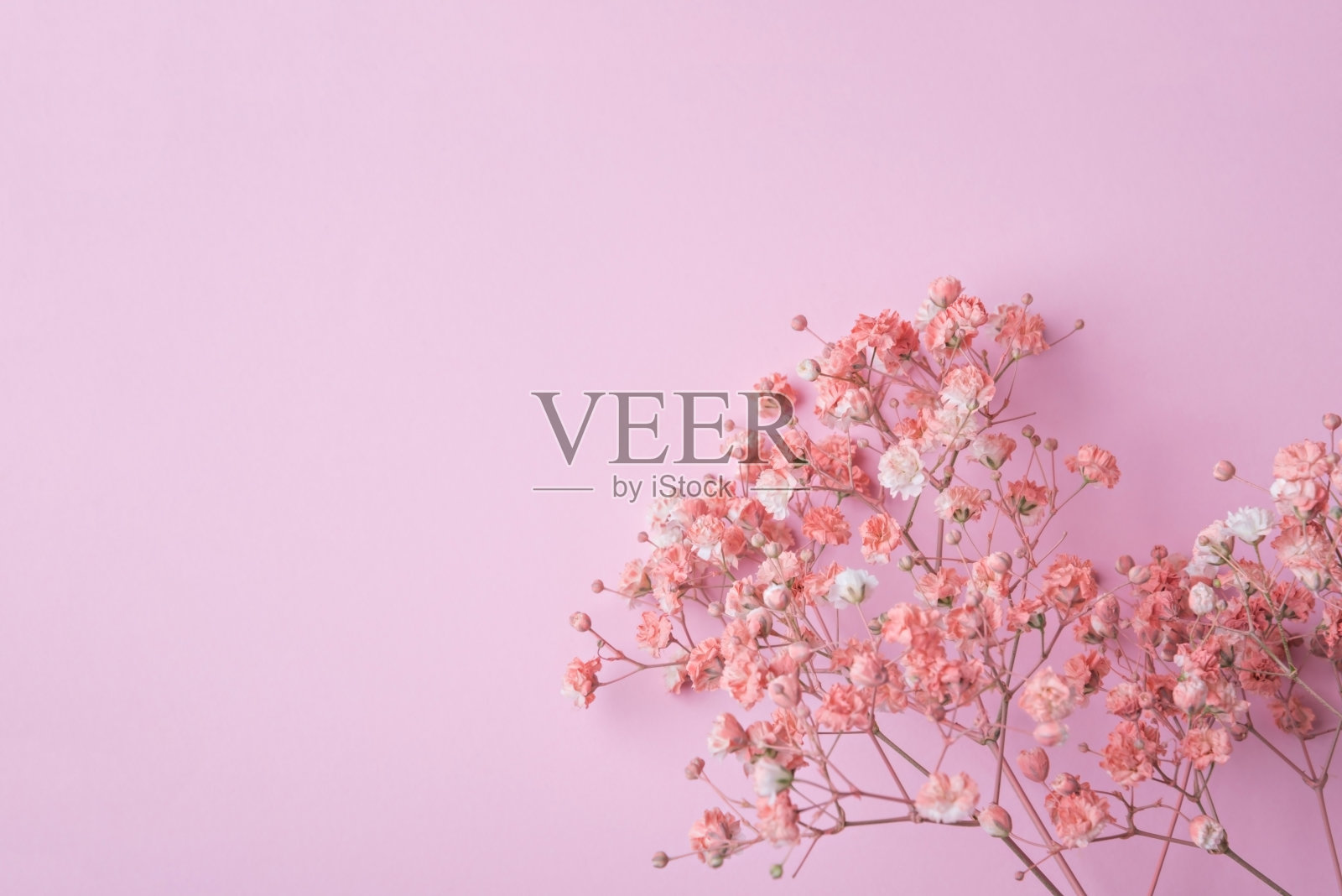 精致的粉红色创意花背景。照片摄影图片