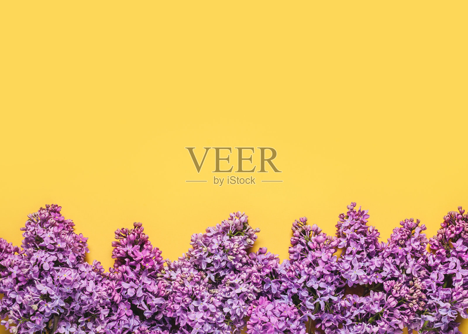 花组成。照片摄影图片