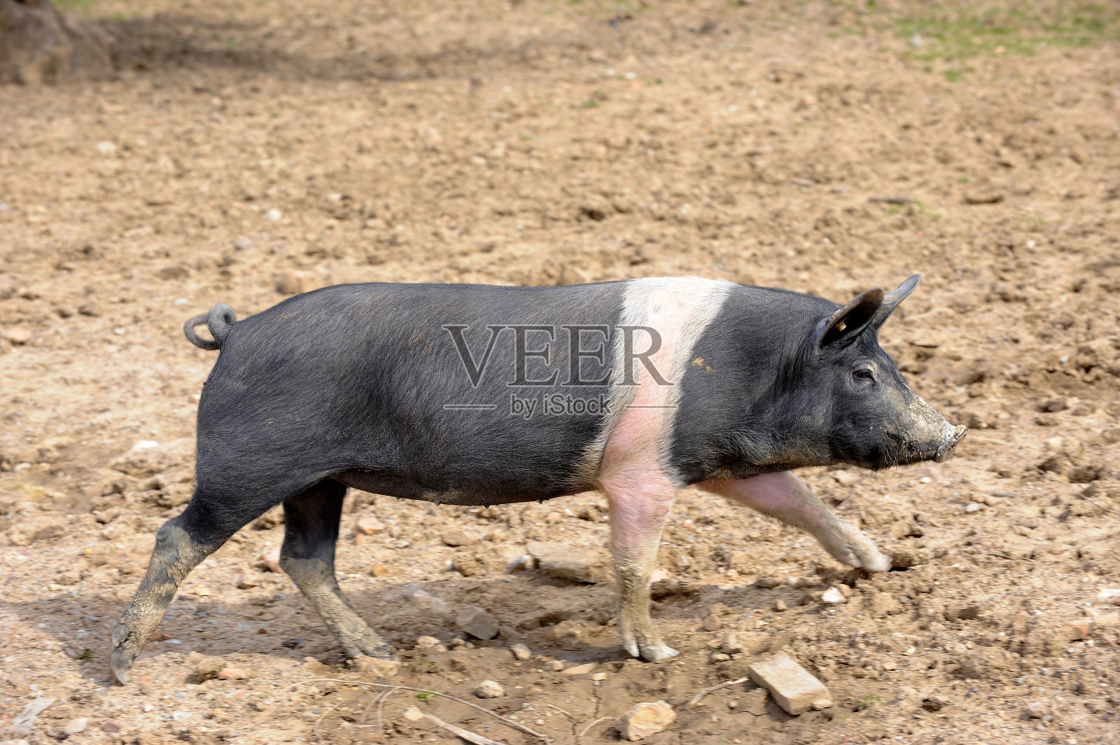 一种叫辛塔·塞纳斯的黑猪，是托斯卡纳地区和锡耶纳周边地区的典型动物，生活在森林边缘的自然环境中照片摄影图片