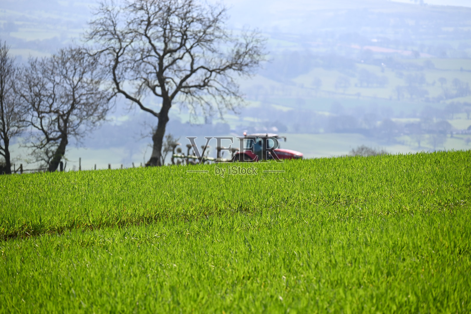 羊，牛，雪滴，蓝铃，鸟，野生大蒜，美景和野希望庄园照片摄影图片
