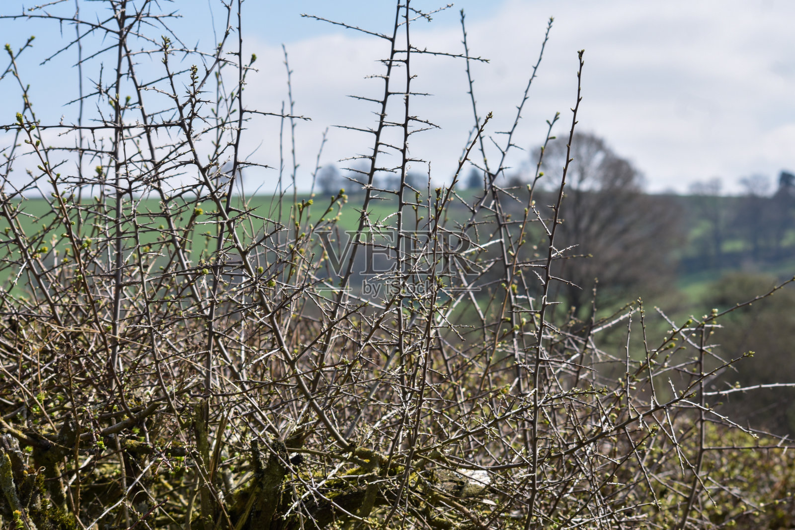 羊，牛，雪滴，蓝铃，鸟，野生大蒜，美景和野希望庄园照片摄影图片