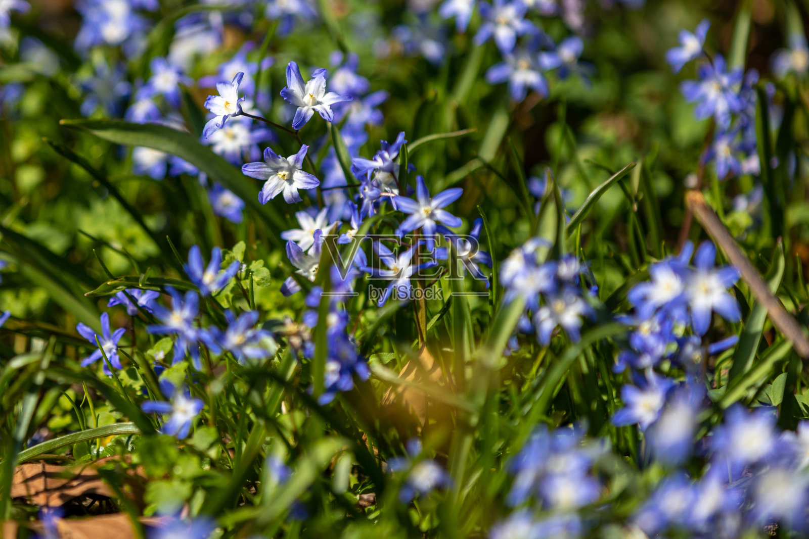 马斯特里赫特的雪之花在春季开始开花照片摄影图片