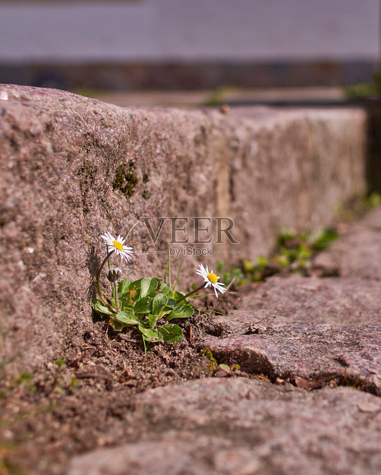 一朵美丽的小雏菊照片摄影图片