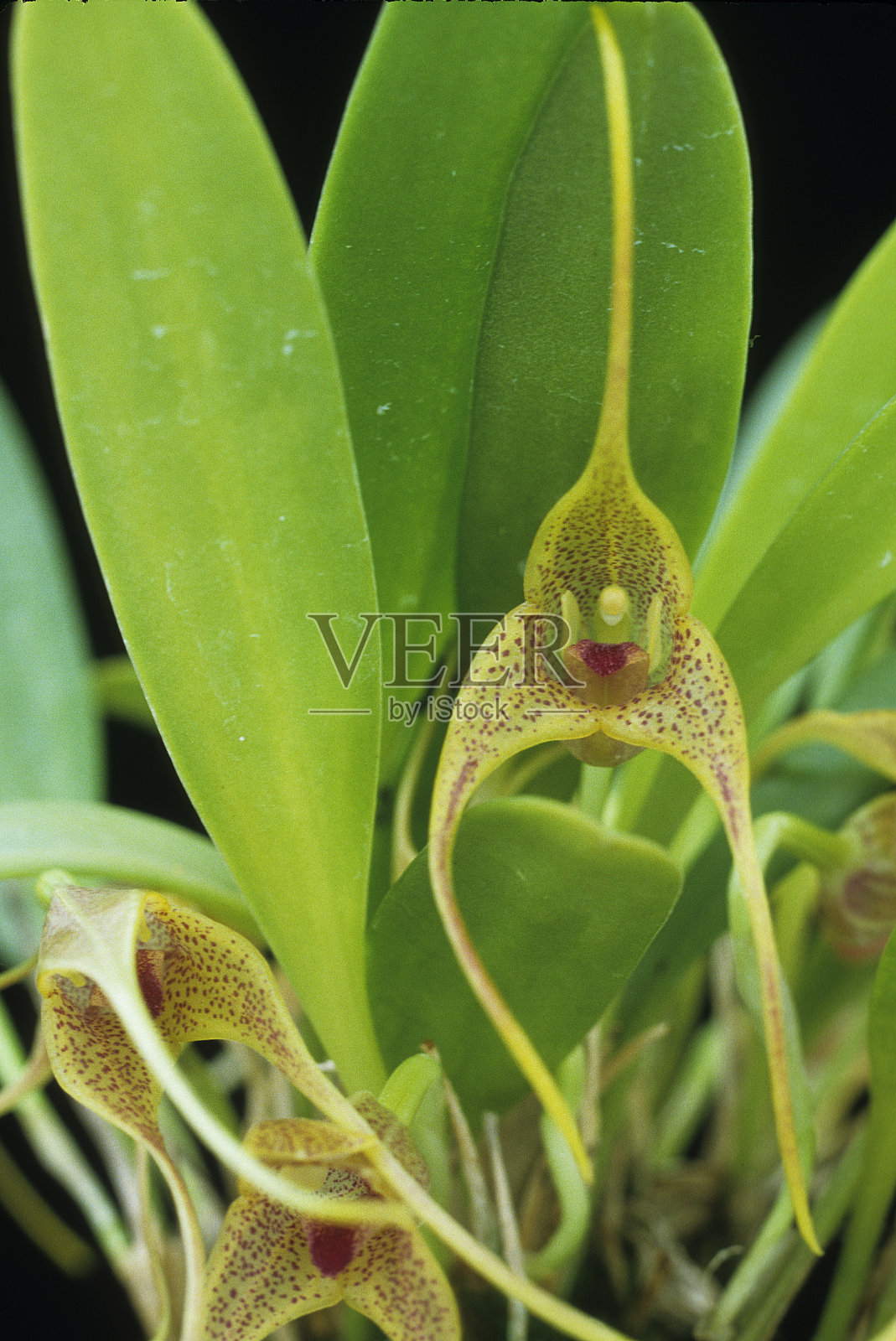 Masdevallia兰花照片摄影图片