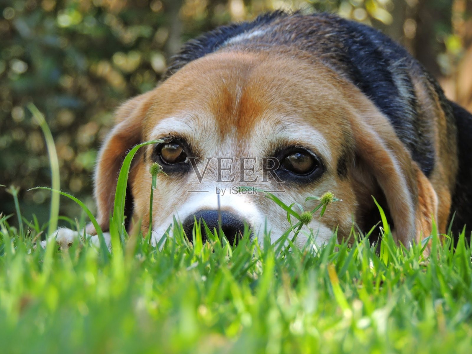小猎犬号照片摄影图片