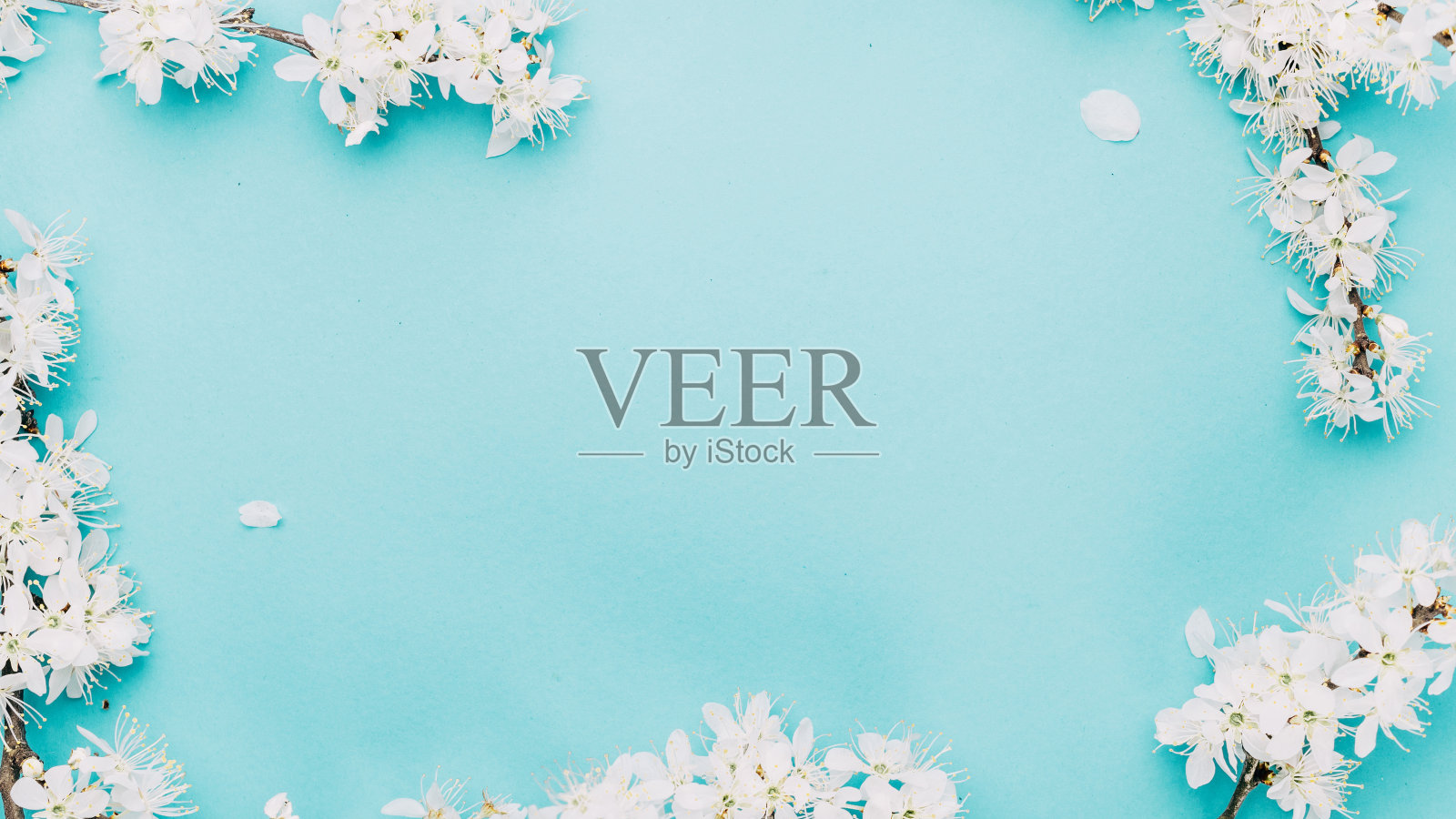 樱花的背景与花盛开和四月花的自然蓝色。美丽的景色与盛开的树。复活节晴天。果园抽象模糊的背景。春天。照片摄影图片