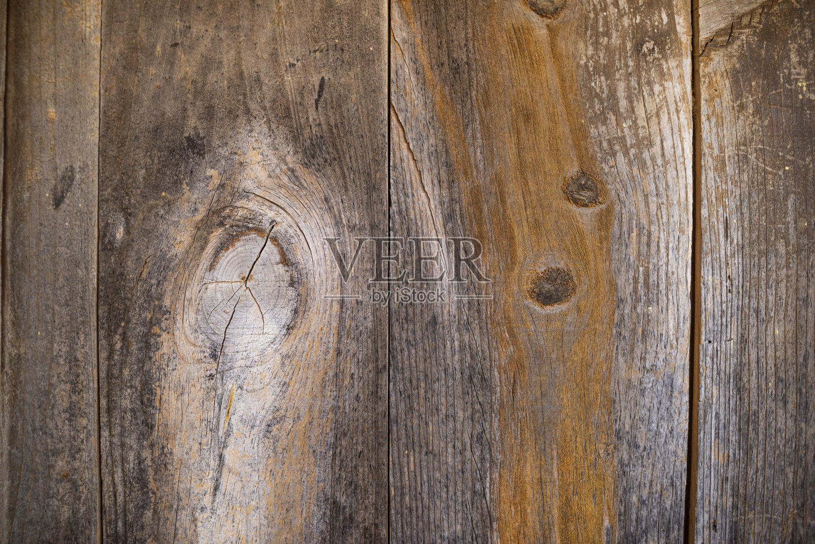 老树纹理照片摄影图片