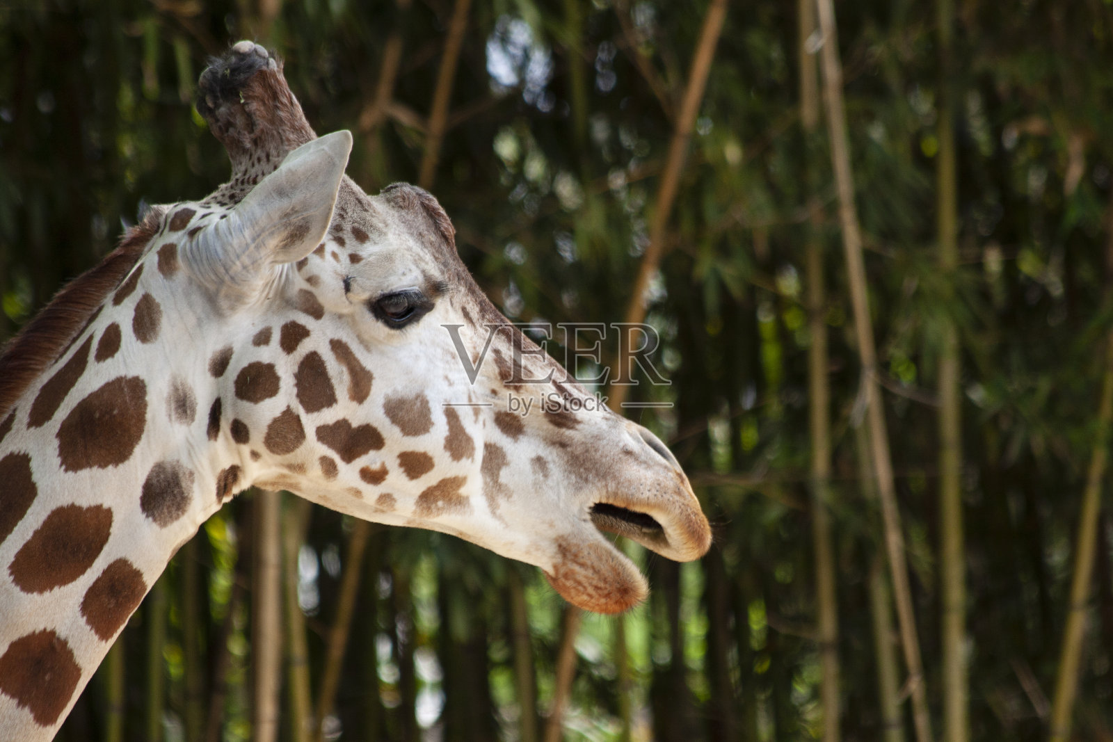 长颈鹿的脸在近距离的侧面观点照片摄影图片