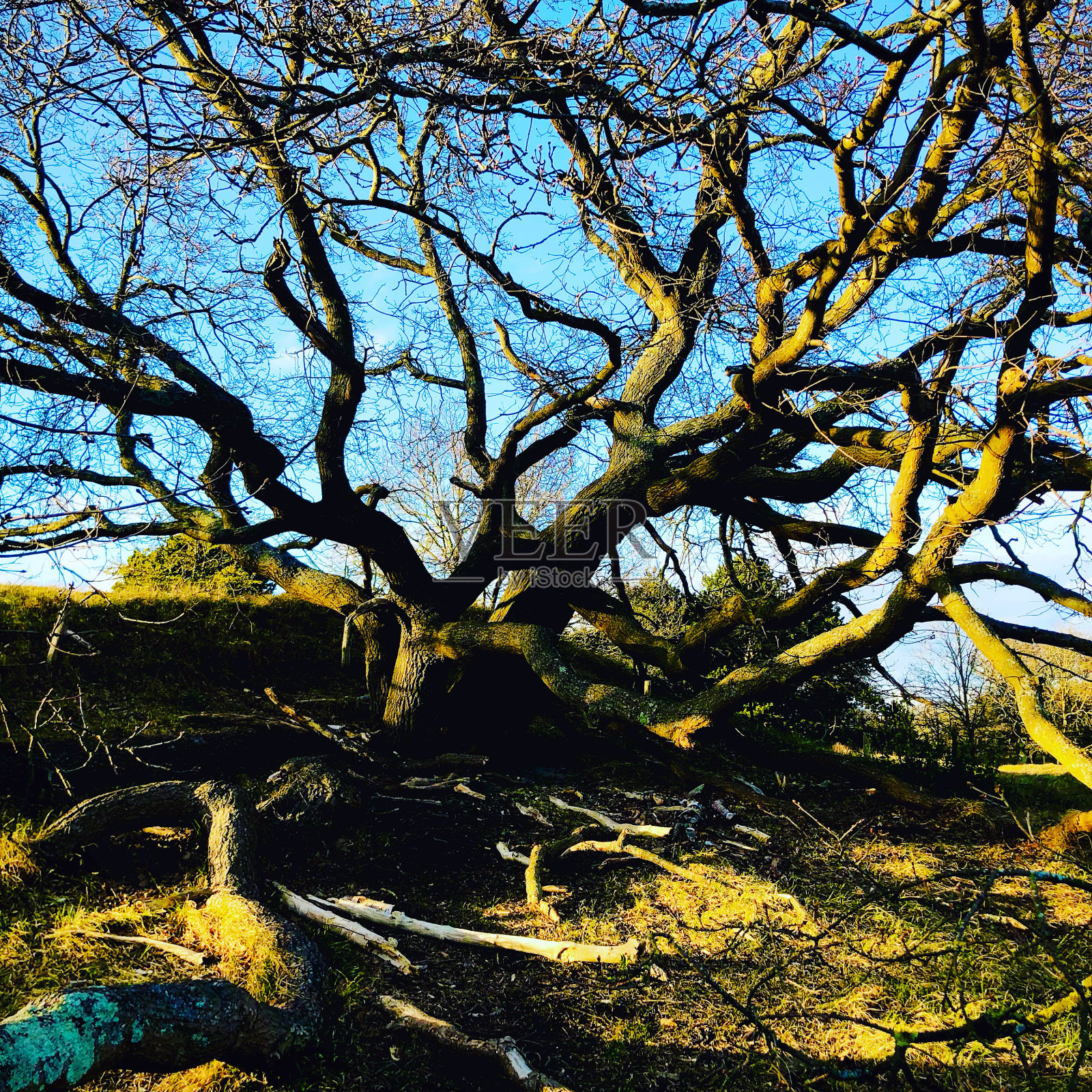 从历史的报告照片摄影图片