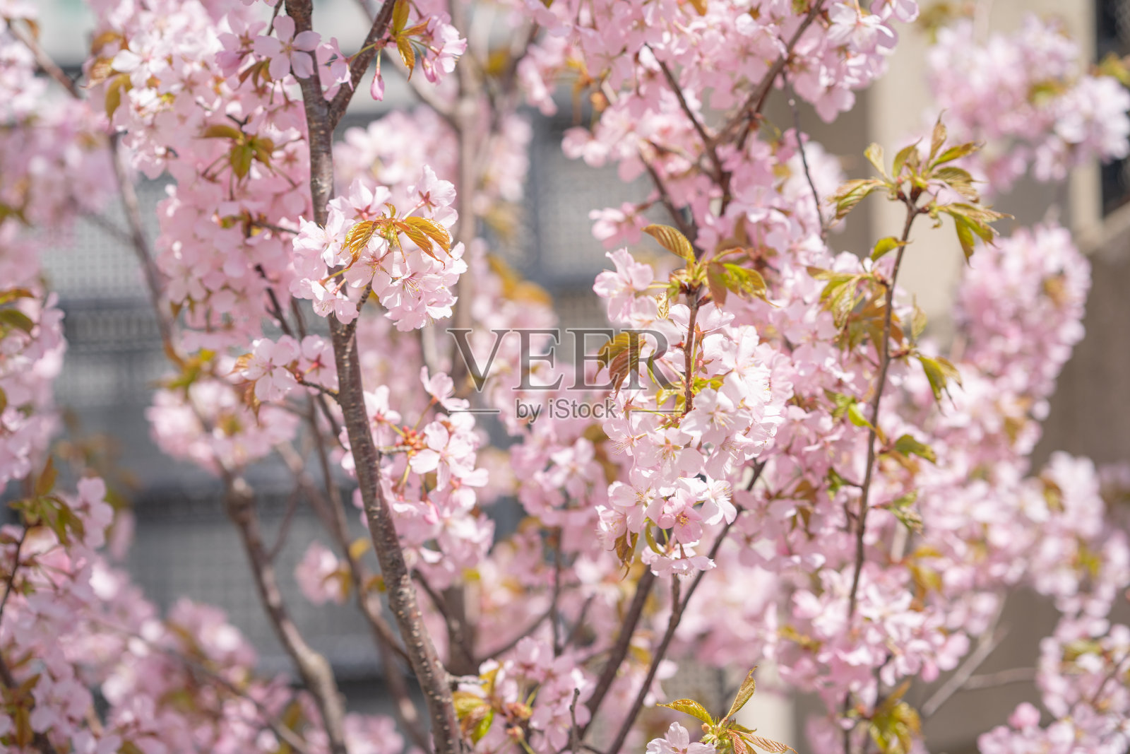 春天，公园里的樱花在一个阳光明媚的日子里盛开照片摄影图片