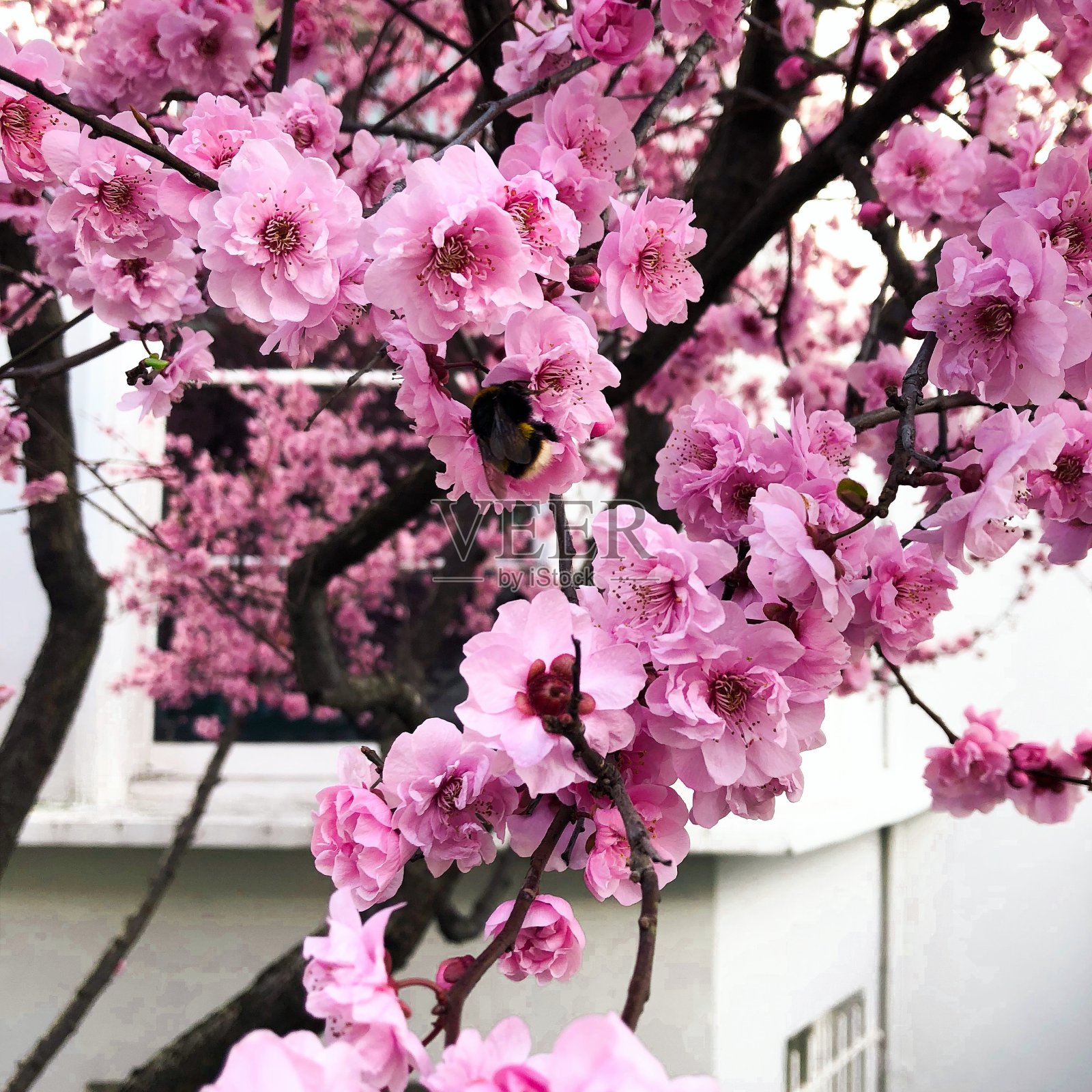 房子里的一扇窗户可以看到粉红色的樱花照片摄影图片