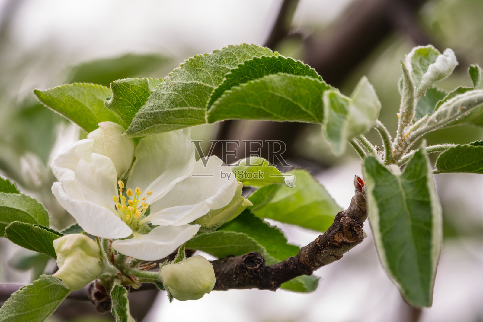白色开花的苹果树。白苹果树花照片摄影图片