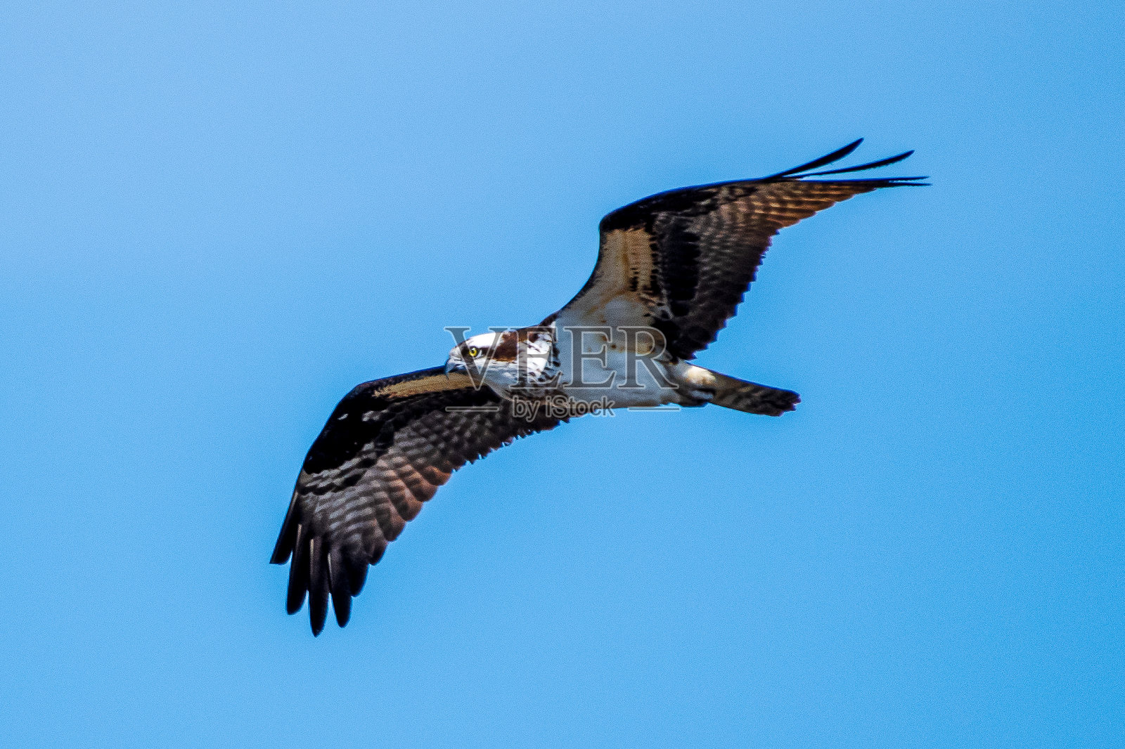 鱼鹰在飞行中照片摄影图片