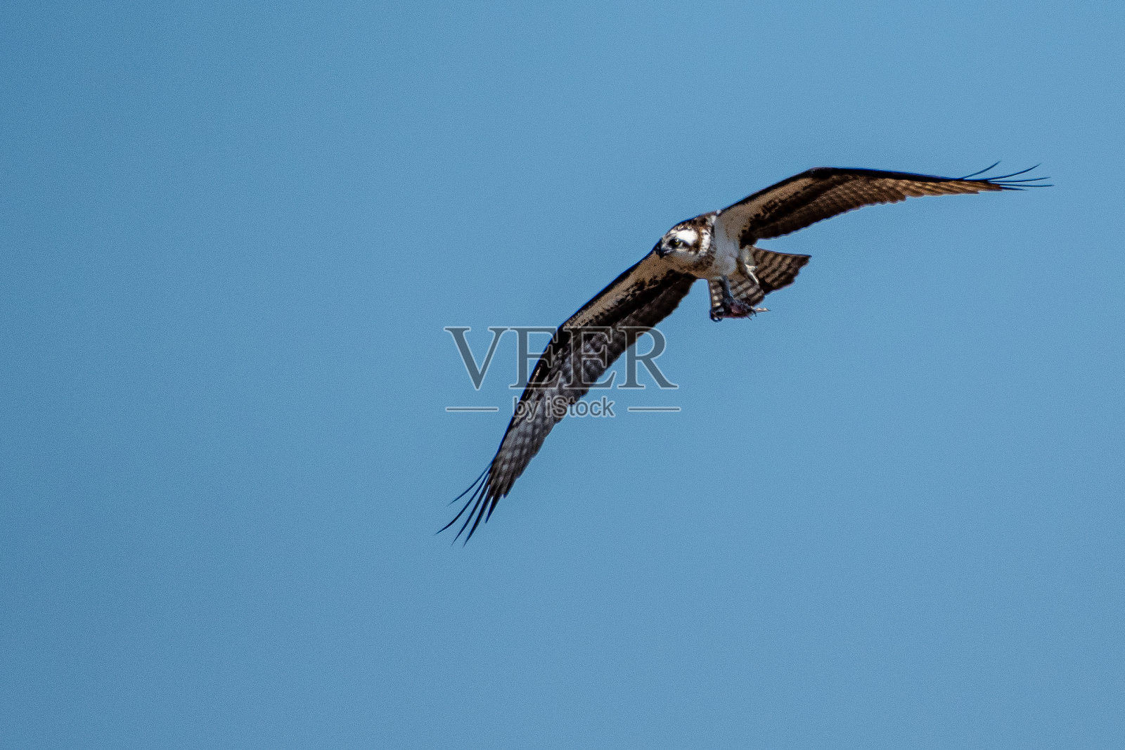 鱼鹰与鱼一起飞行照片摄影图片
